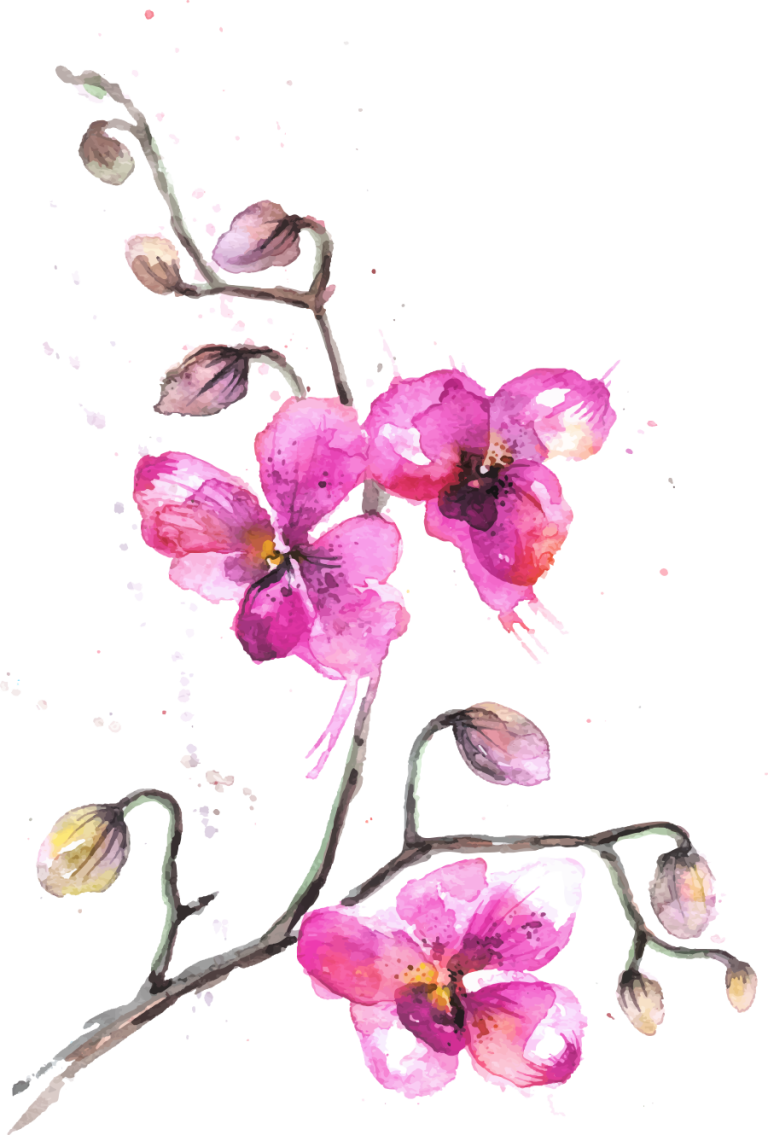 Orchid 768x1135 